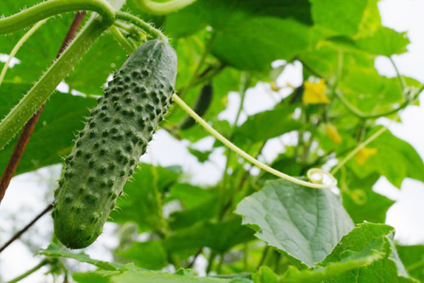 Cucumbers on a trellis