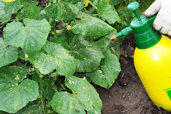 Spraying cucumbers with a fungicide