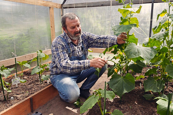 Care for cucumbers in the greenhouse