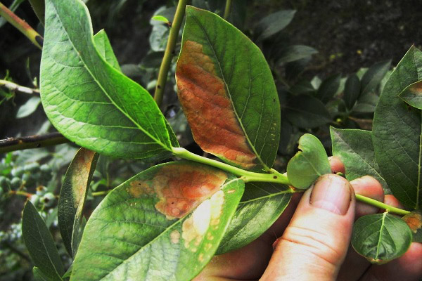 Rusty stains on blueberry leaves