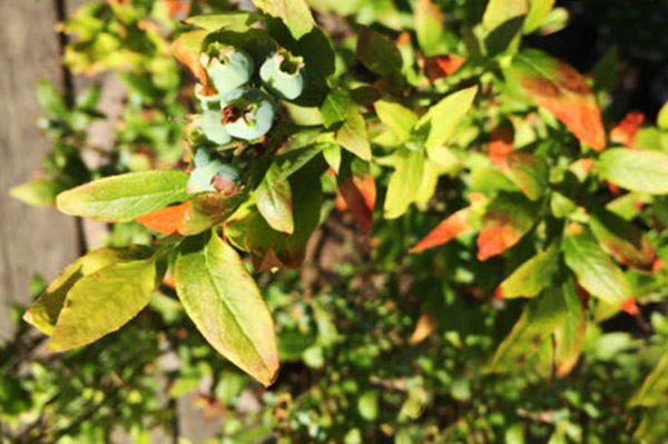 Blueberry leaves turn yellow