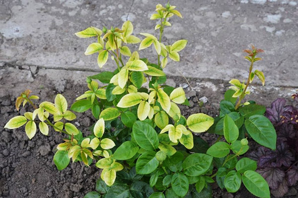 Blueberries have pale green leaves