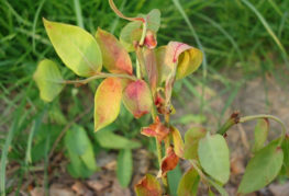 Blueberry bush dries