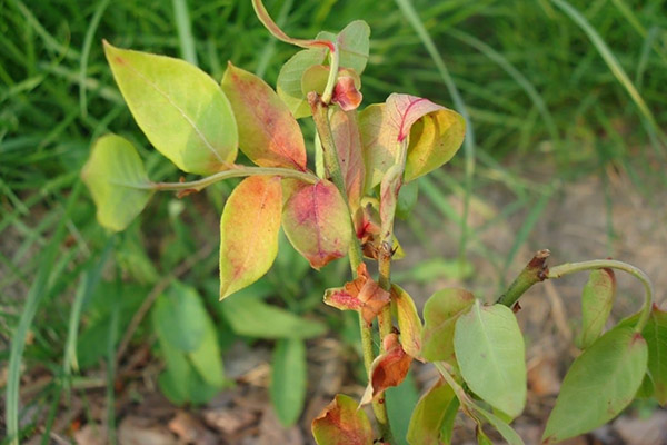 Blueberry bush dries