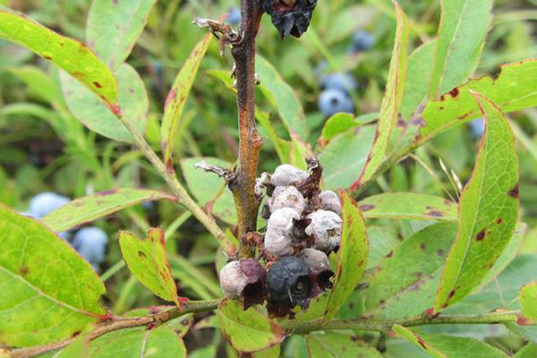 Blueberry mummification