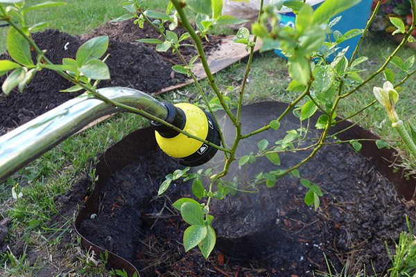 Spraying blueberries