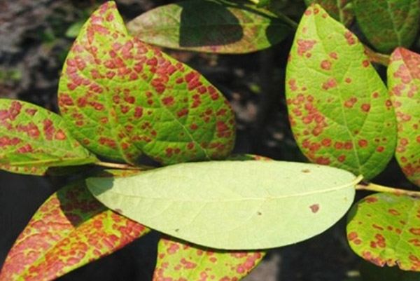 Red spots on blueberry leaves