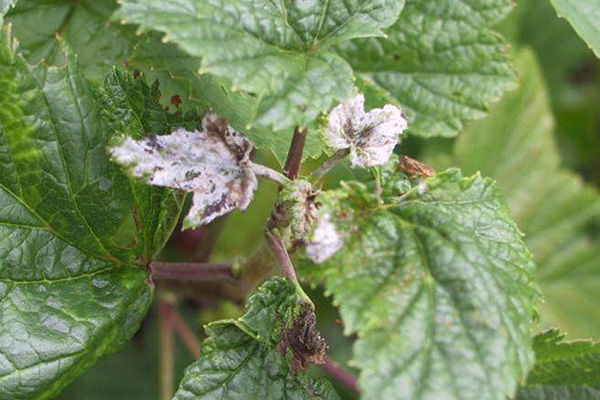 Escape of currant affected by spheroteca