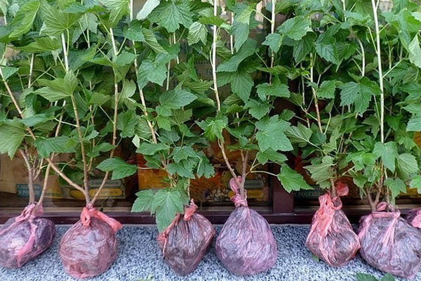 Currant seedlings