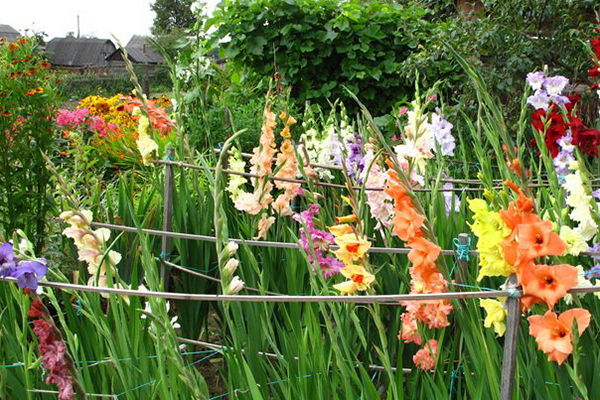 Supports for gladioli