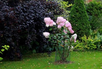 En hortensiabuske omgiven av ett nät