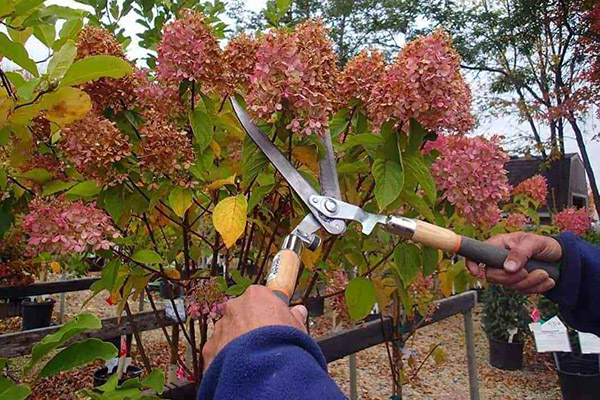 Pruning hydrangeas in autumn