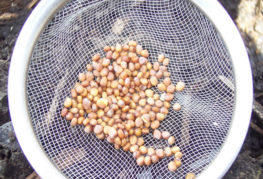 Radish seeds in a sieve