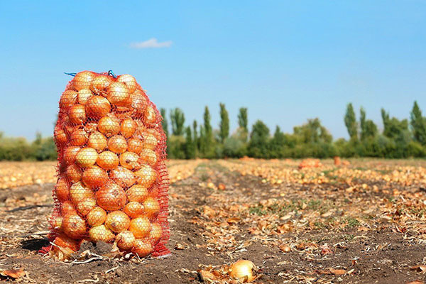 Harvesting onions for storage