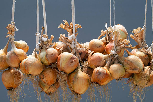 Drying onions in bundles
