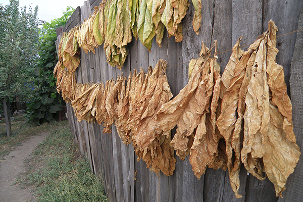 Outdoor tobacco drying