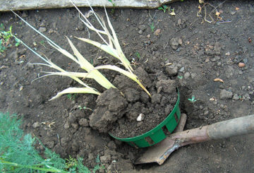 Gräva en korg med tulpaner
