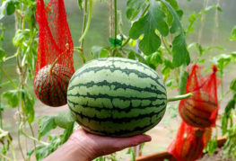 Growing watermelons in a greenhouse