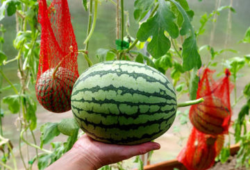 Växande vattenmeloner i ett växthus