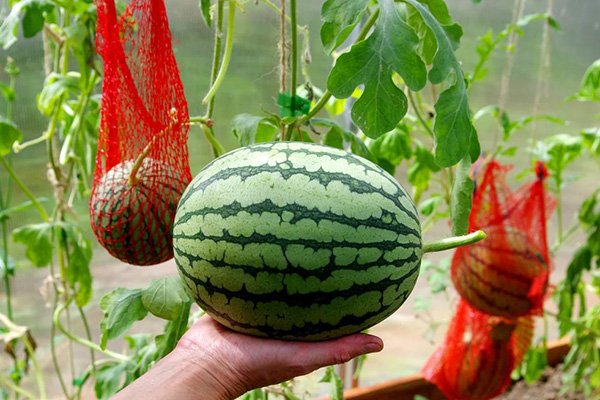 Growing watermelons in a greenhouse