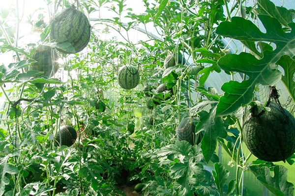 Watermelons in the greenhouse