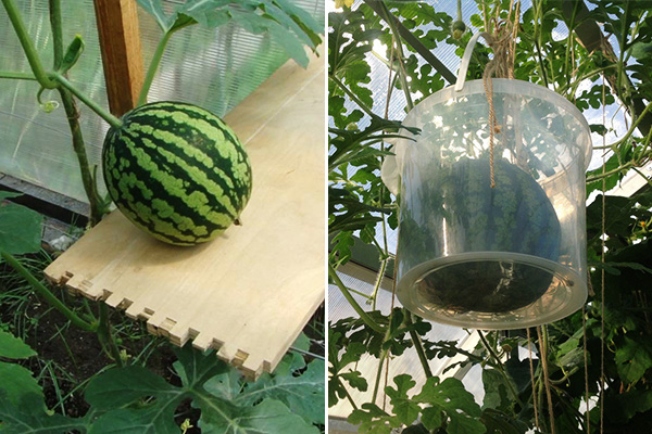 Support for watermelon fruits with improvised means