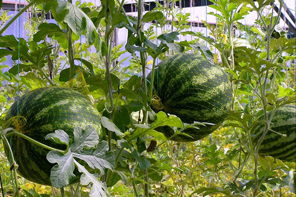 Fruits of watermelons in nets on vertical trellises