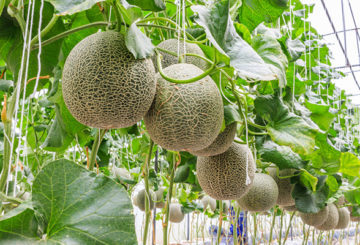 Melones en invernadero