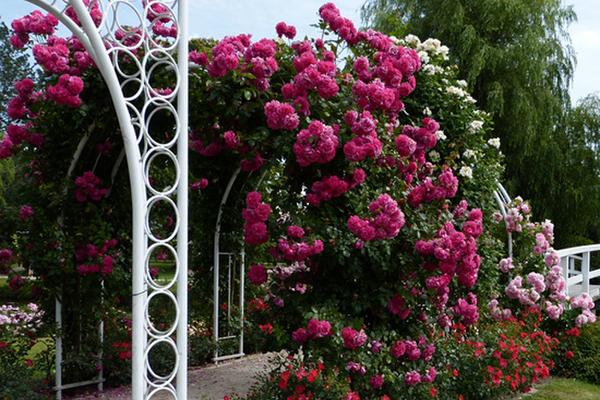 Arched supports for climbing roses