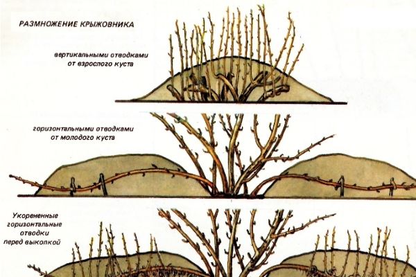 Cách trồng cây lý gai: 4 cách cho mùa hè, mùa xuân và mùa thu