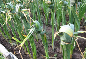 Geknoopte knoflook in de tuin