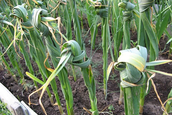 Knotted garlic in the garden