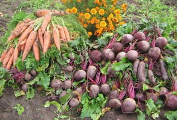 Harvesting beets and carrots from the beds