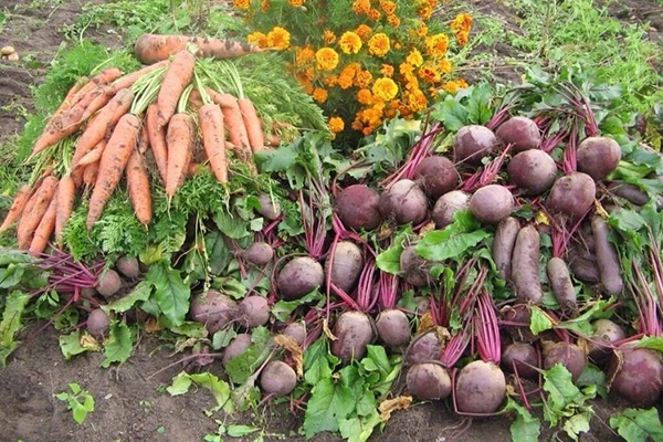 Harvesting beets and carrots from the beds