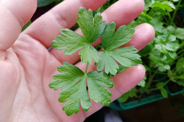 Growing parsley at home