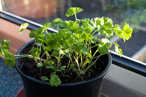 Parsley in a pot on a windowsill