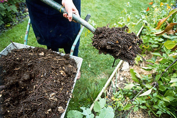 Fertilización orgánica de arándanos