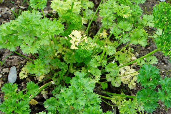 Yellowing of parsley leaves