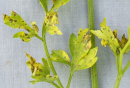 Brown spots on parsley leaves