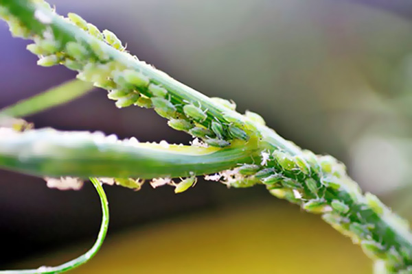 Aphids on a parsley stalk