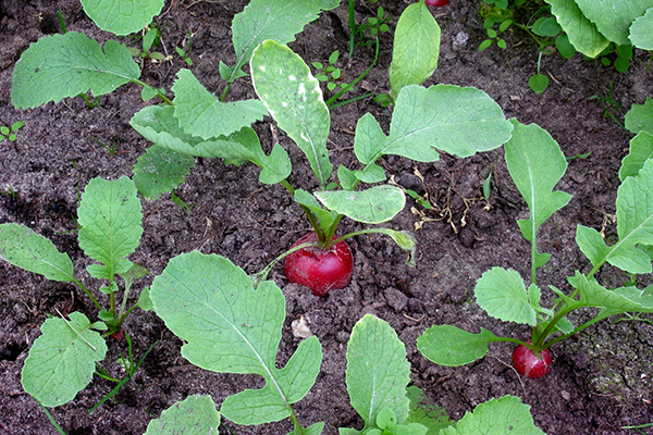 Growing radish Duro Krasnodarskoe
