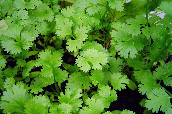 Young green cilantro