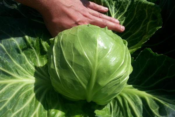 Removing lower leaves from cabbage