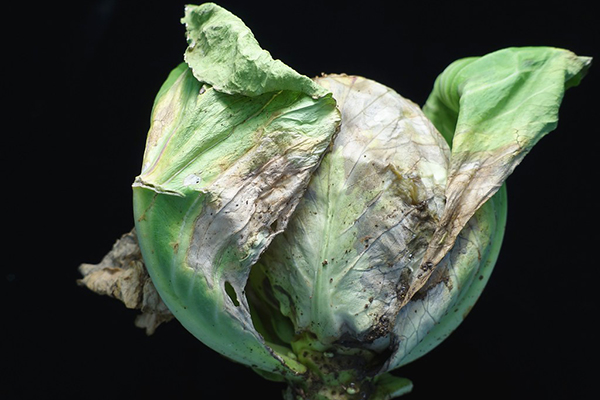Black rot on white cabbage