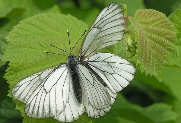 Mariposa espino