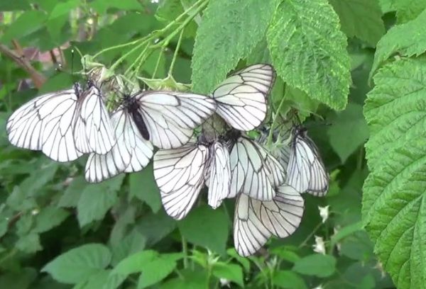 Vlinders op frambozen