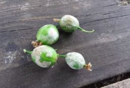 Gooseberries with powdery mildew