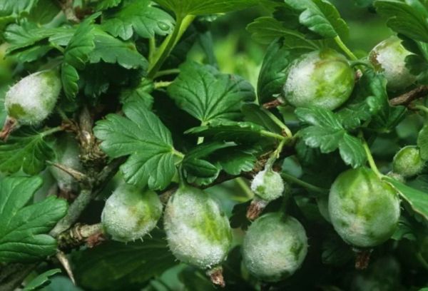 Gooseberry disease