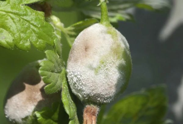 Gooseberry with powdery mildew