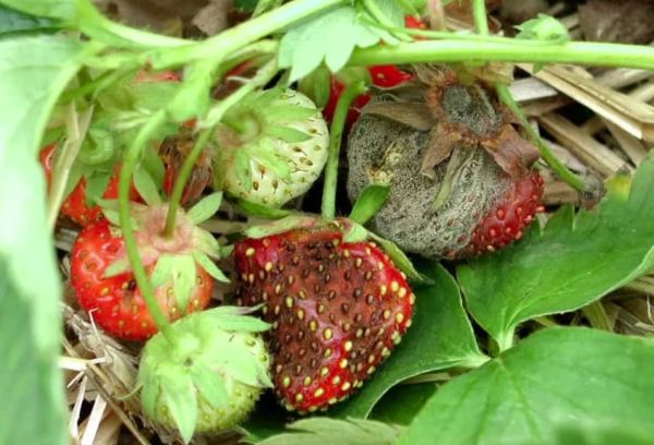 Diseases of garden strawberry